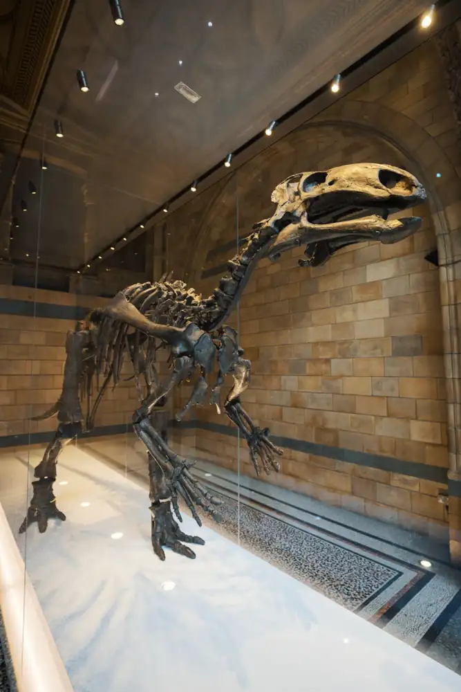 A large dinosaur skeleton display in a well-lit museum setting.