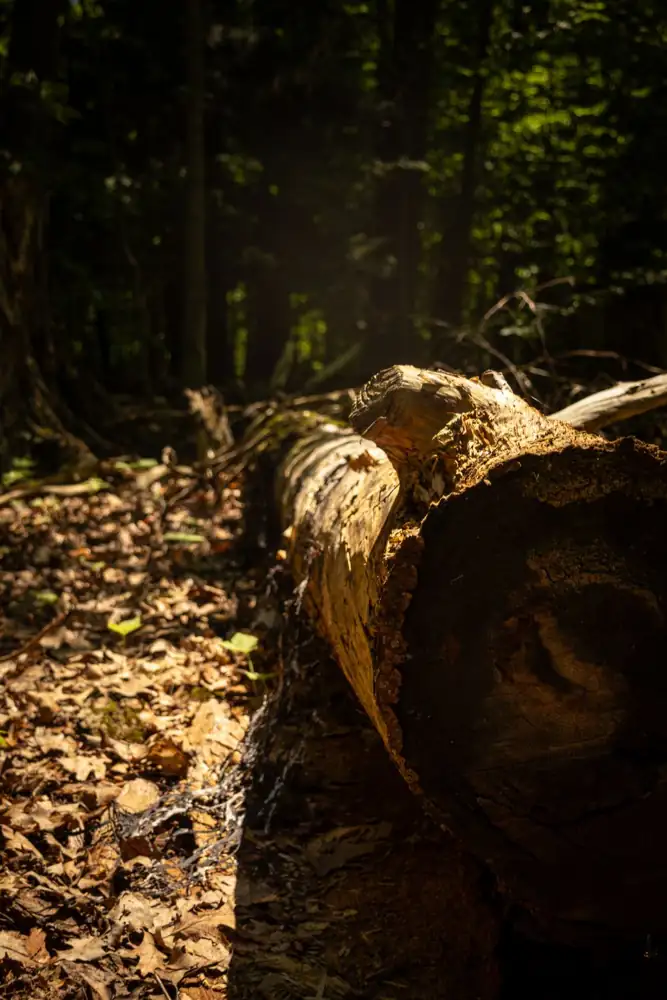 A sunlit forest featuring a fallen tree log surrounded by leaves and green foliage.
