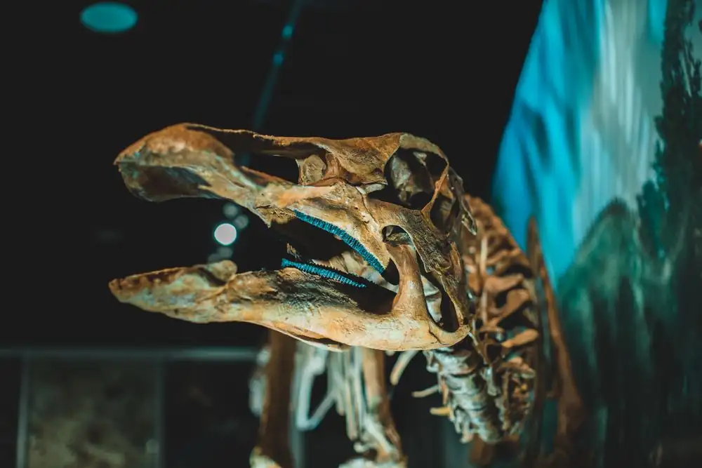 Close-up view of a dinosaur skeleton on display in a museum exhibition.