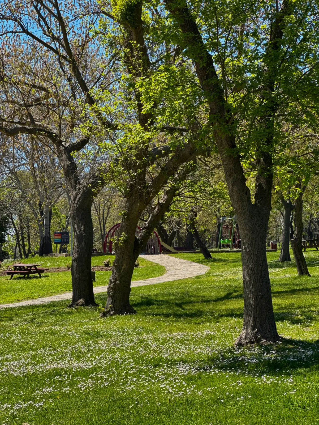 Tree-lined public park path curving through green grass